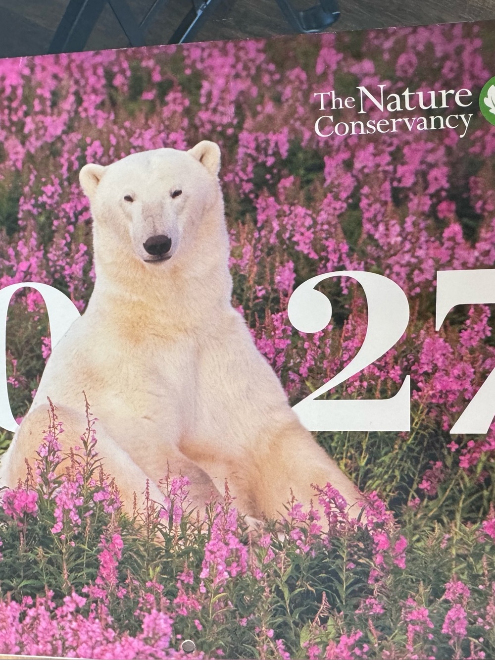 2025 Polar Bear Wall Calendar - Pink Floral Cover